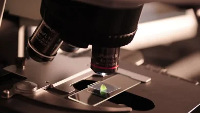 Google, Bilimsel Araştırma İş Akışlarını Optimize Etmek İçin Yapay Zeka Tabanlı Araçlar Tanıttı